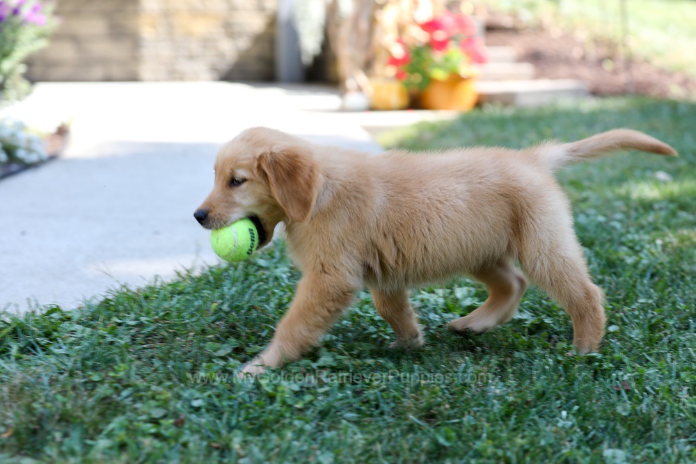 Alice Image of Alice, a Golden Retriever puppy