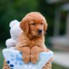 Image of Asher, a Golden Retriever puppy