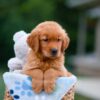 Image of Asher, a Golden Retriever puppy