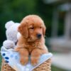 Image of Asher, a Golden Retriever puppy