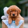 Image of Asher, a Golden Retriever puppy