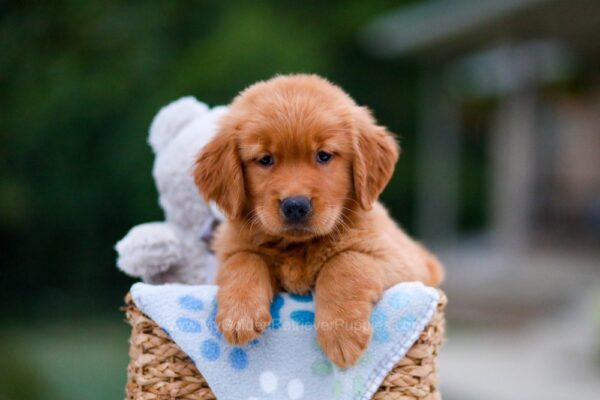 Image of Asher, a Golden Retriever puppy
