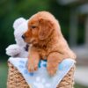 Image of Asher, a Golden Retriever puppy