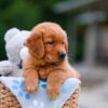 Image of Asher, a Golden Retriever puppy