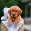 Image of Asher, a Golden Retriever puppy