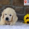 Image of Bandit, a Golden Retriever puppy