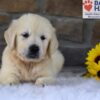 Image of Bandit, a Golden Retriever puppy