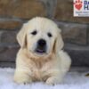 Image of Bandit, a Golden Retriever puppy
