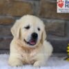 Image of Bandit, a Golden Retriever puppy