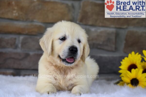 Image of Bandit, a Golden Retriever puppy