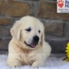 Image of Bandit, a Golden Retriever puppy