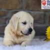 Image of Bandit, a Golden Retriever puppy
