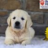 Image of Bandit, a Golden Retriever puppy