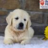 Image of Bandit, a Golden Retriever puppy