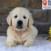 Image of Bandit, a Golden Retriever puppy