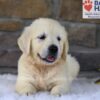 Image of Bandit, a Golden Retriever puppy