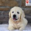 Image of Bandit, a Golden Retriever puppy