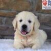 Image of Bandit, a Golden Retriever puppy