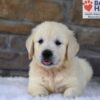 Image of Bandit, a Golden Retriever puppy