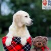 Image of Baxter, a Golden Retriever puppy