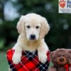 Image of Baxter, a Golden Retriever puppy