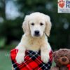 Image of Baxter, a Golden Retriever puppy