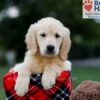 Image of Baxter, a Golden Retriever puppy