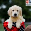 Image of Baxter, a Golden Retriever puppy