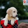 Image of Baxter, a Golden Retriever puppy