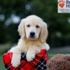 Image of Baxter, a Golden Retriever puppy