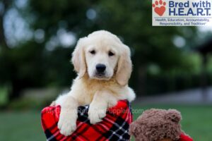 Image of Baxter, a Golden Retriever puppy