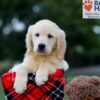 Image of Baxter, a Golden Retriever puppy