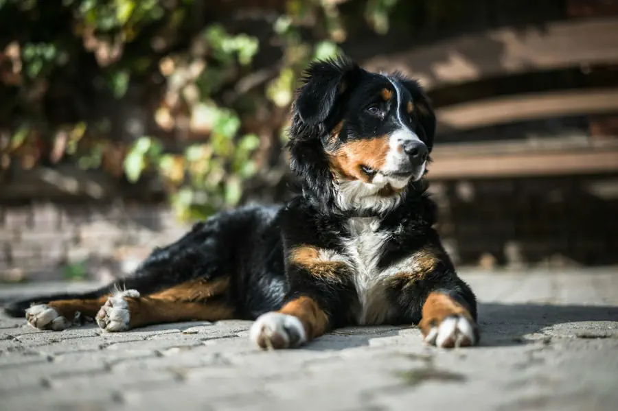 Best Large Dog Breeds for Kids- Bernese Mountain Dog