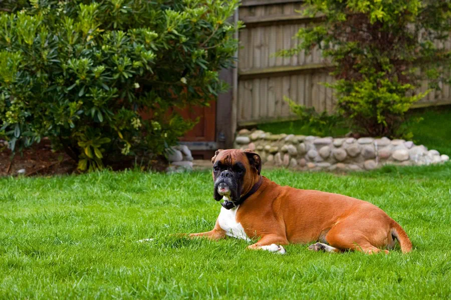 Best medium Dog Breeds for Kids- Boxer