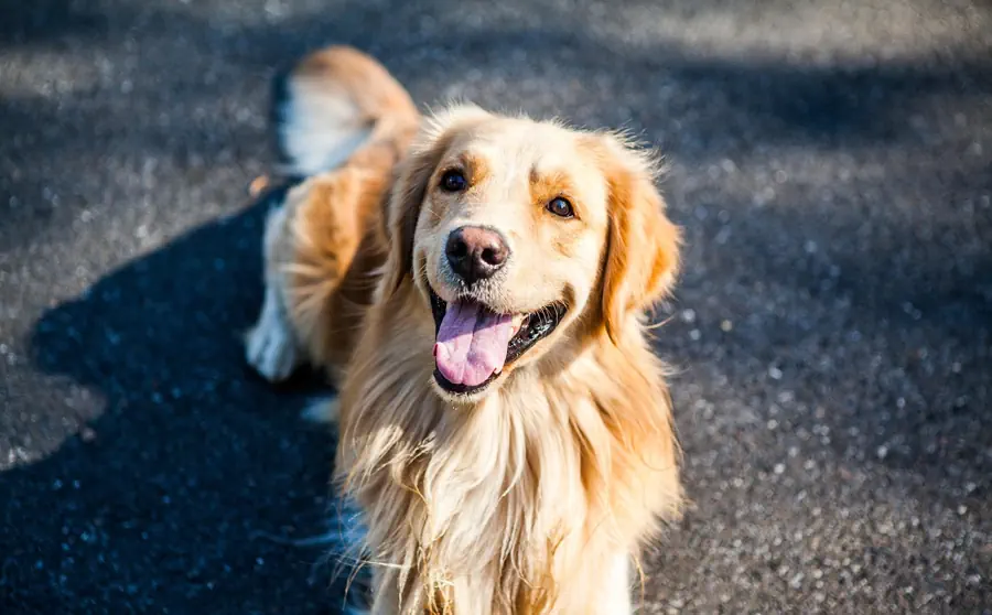 Best Large Dog Breeds for Kids- Golden Retriever