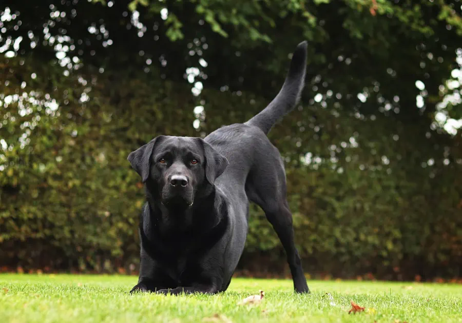 Best Large Dog Breeds for Kids- Labrador Retriever