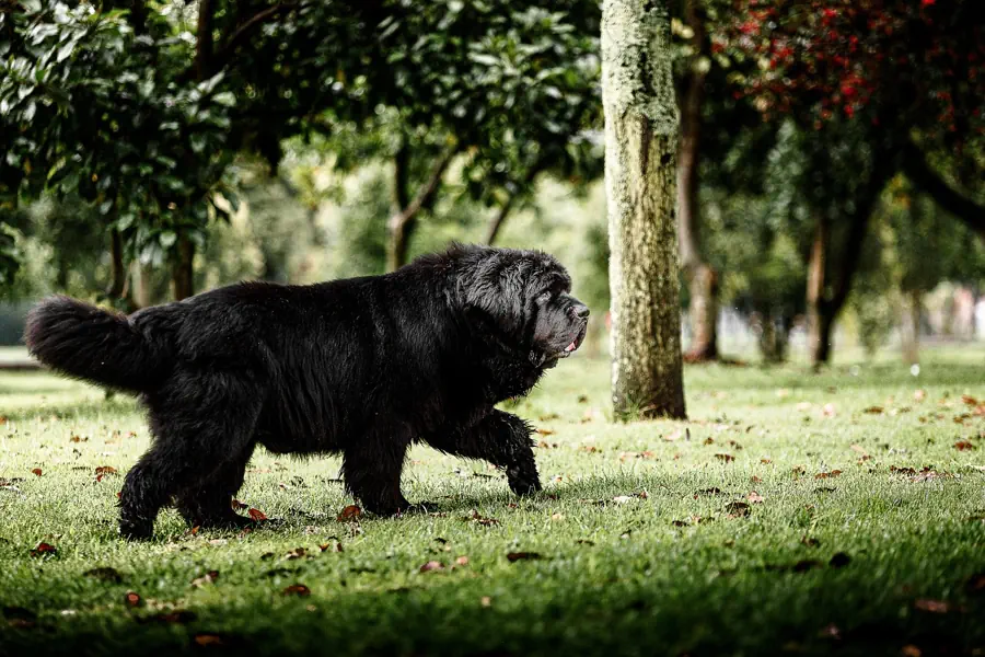 Best Large Dog Breeds for Kids- Newfoundland