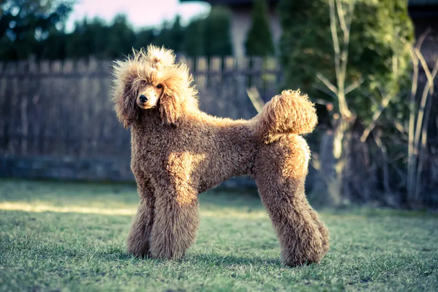 Best medium Dog Breeds for Kids- Standard Poodle