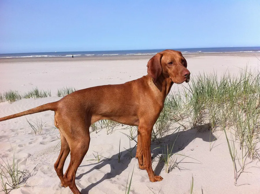 Best medium Dog Breeds for Kids- Vizsla