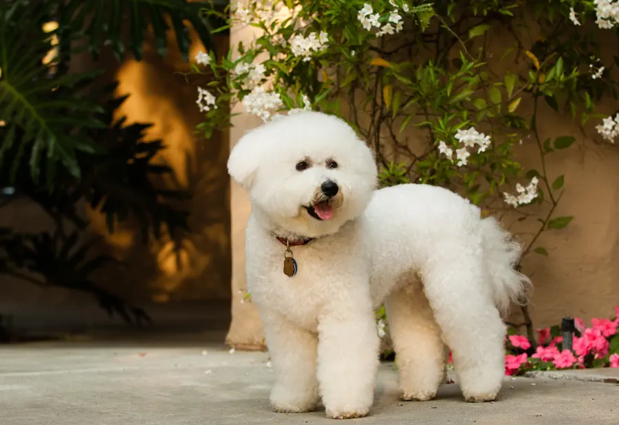 Best Small Dog Breeds for Kids- Bichon Frise