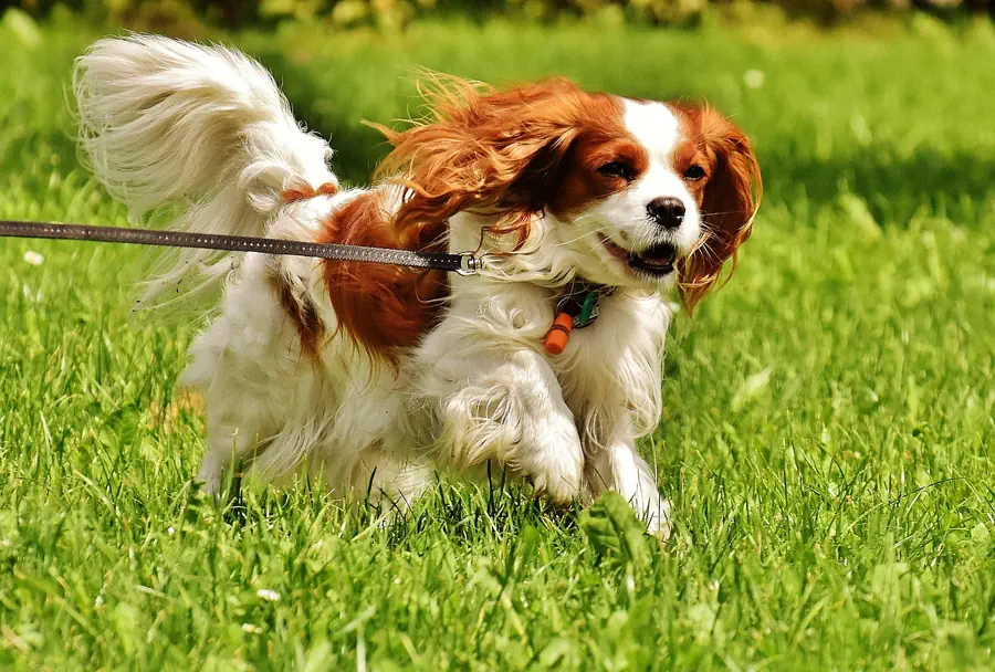 Best Small Dog Breeds for Kids- Cavalier King Charles Spaniel