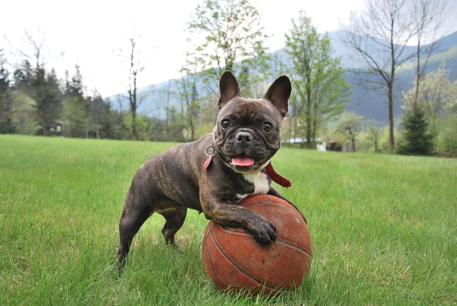 Best Small Dog Breeds for Kids- French Bulldog