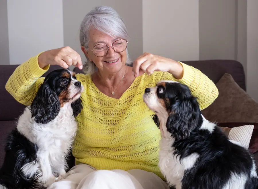 Best Trainable Dogs for Elderly or Retired People
