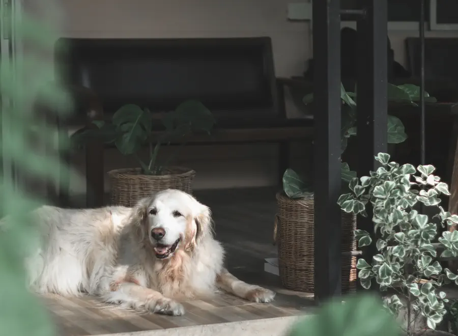 Best guard dog for first time owners 
