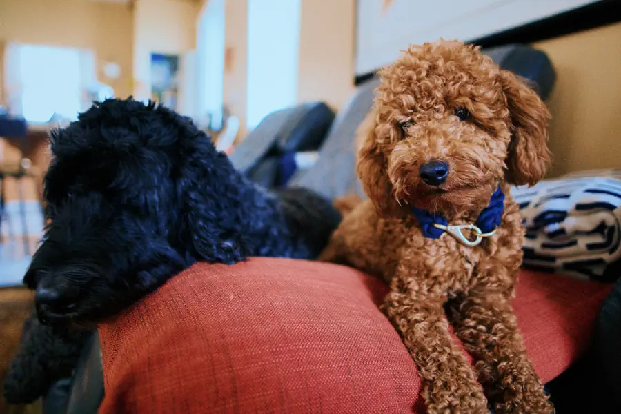 Best low-shedding dog for first time owners