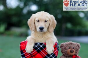Image of Brady, a Golden Retriever puppy