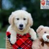 Image of Buster (trained), a Golden Retriever puppy