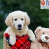Image of Buster (trained), a Golden Retriever puppy