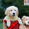 Image of Buster (trained), a Golden Retriever puppy