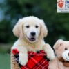 Image of Buster (trained), a Golden Retriever puppy